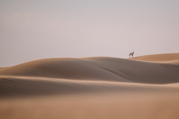 Experience the serene beauty of endless dunes where the tranquility of the desert meets the majesty of wildlife creating unforgettable moments on your Arabian adventure.